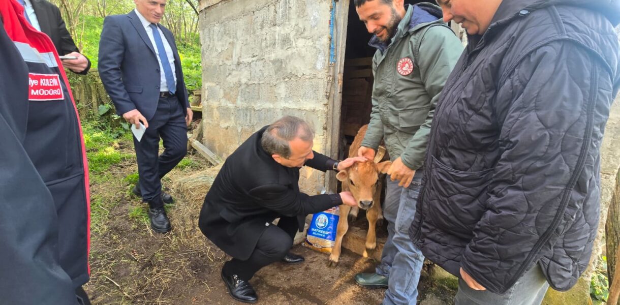 Vakfıkebir’de Suni Tohumlama Projesinin İlk Buzağıları Doğdu
